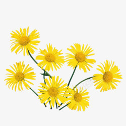 黄色金盏菊花素材