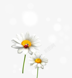 写实白色菊花素材