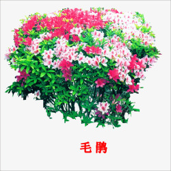 盛开花毛娟高清图片