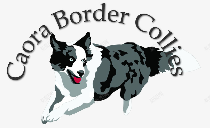 漫画风手绘边牧png免抠素材_88icon https://88icon.com 伴侣动物 动物 卡通 卡通边牧 宠物 宠物狗 漫画 牧羊犬 萌宠 边境牧羊犬 边牧