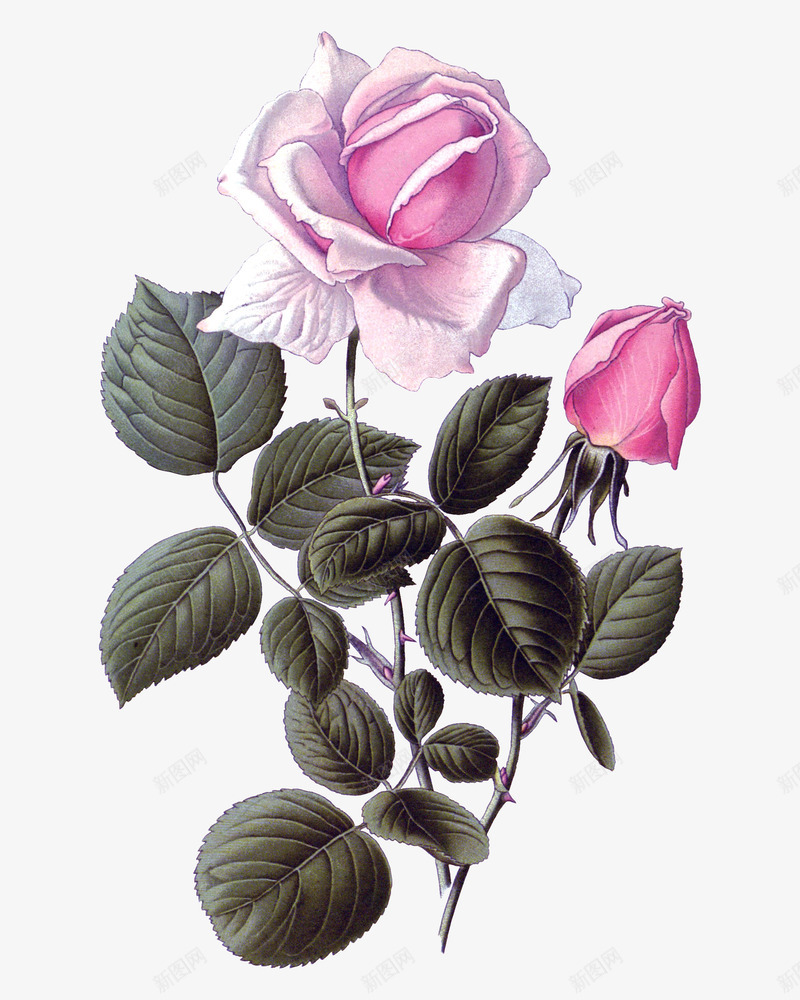 粉红色月季花手绘图png免抠素材_88icon https://88icon.com 月季花 植物 漂亮的 花卉 花朵 花瓣 花骨朵