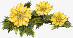 手绘黄色菊花植物素材