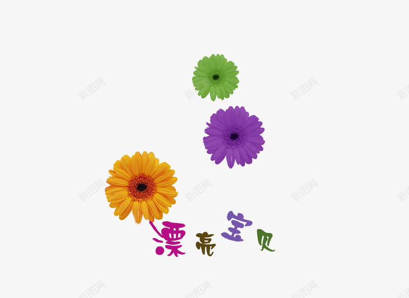 彩色菊花png免抠素材_88icon https://88icon.com 彩色 漂亮宝贝 菊花