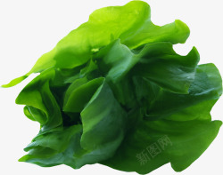 绿色蔬菜叶素材