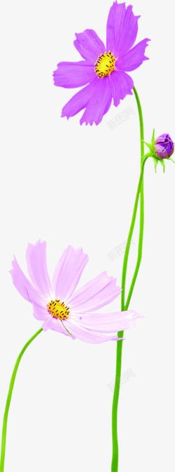 紫色唯美小花个性素材