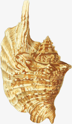 漂亮的手绘海螺壳4素材