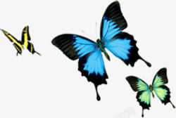 多种个性飞舞蝴蝶素材