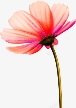 粉色菊花无框画海报素材