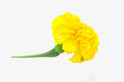 黄色带柄菊花素材
