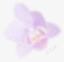 紫色花瓣模糊虚化素材