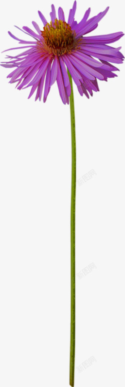 荷兰菊漂亮荷兰菊高清图片