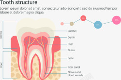 牙齿结构信息图表素材