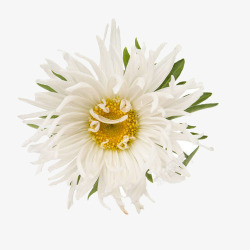 头状花序白色菊花特写高清图片