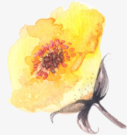 水彩手绘黄色菊花素材
