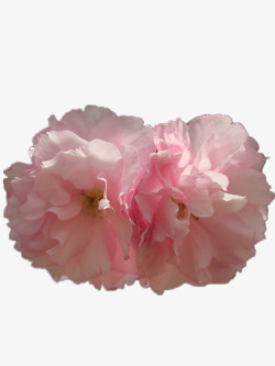 漂亮垂丝海棠粉色海棠花高清图片
