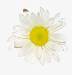 盛开的白色菊花素材