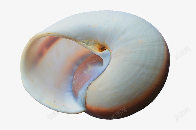 漂亮白色的贝壳png免抠素材_88icon https://88icon.com 光滑表面的贝壳 海洋 海滩 海贝壳 被色贝壳 贝壳