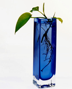 蓝色玻璃花瓶盆栽素材