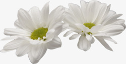 菊花白色菊花两朵菊花素材