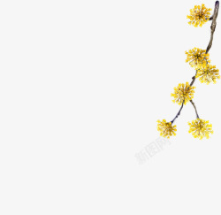 手绘黄色菊花造型素材