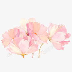 手绘粉色菊花装饰素材