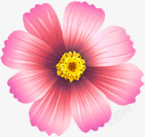 粉色菊花花卉夏天素材
