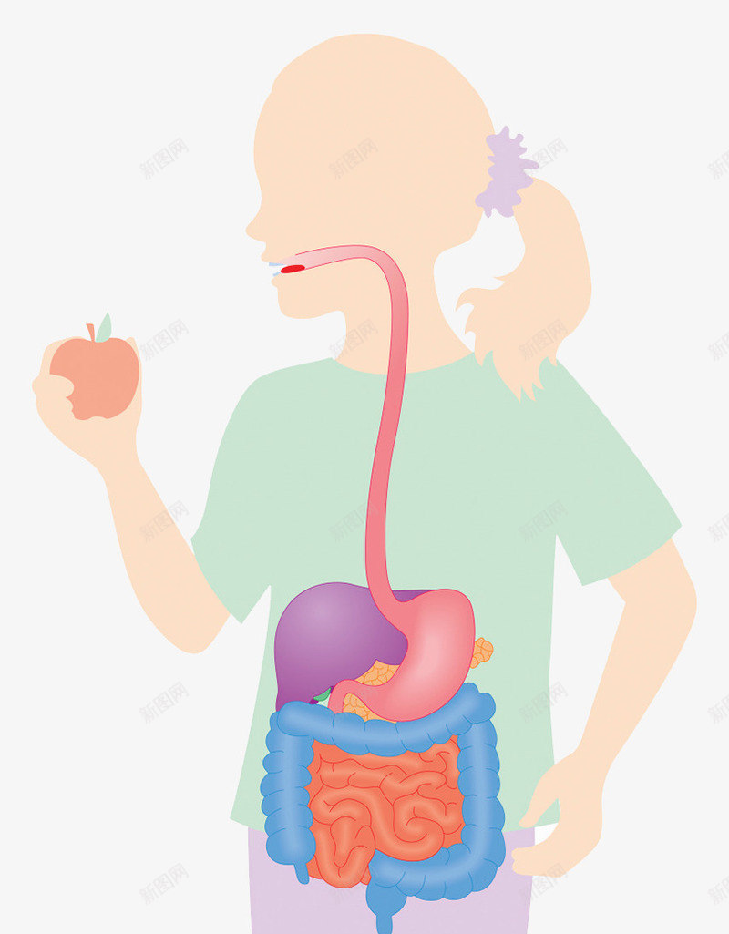 人体循环系统png免抠素材_88icon https://88icon.com 循环系统 手绘 肠道 胃肠 胰脏 食物