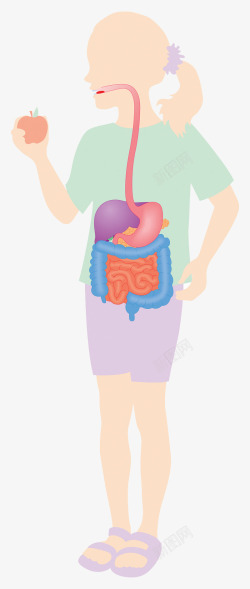 胃肠人体循环系统高清图片