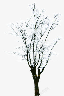创意合成冬天的树木大树摄影素材
