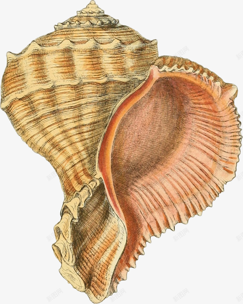 多彩的海螺手绘2png免抠素材_88icon https://88icon.com 壳 多彩 手绘 海螺