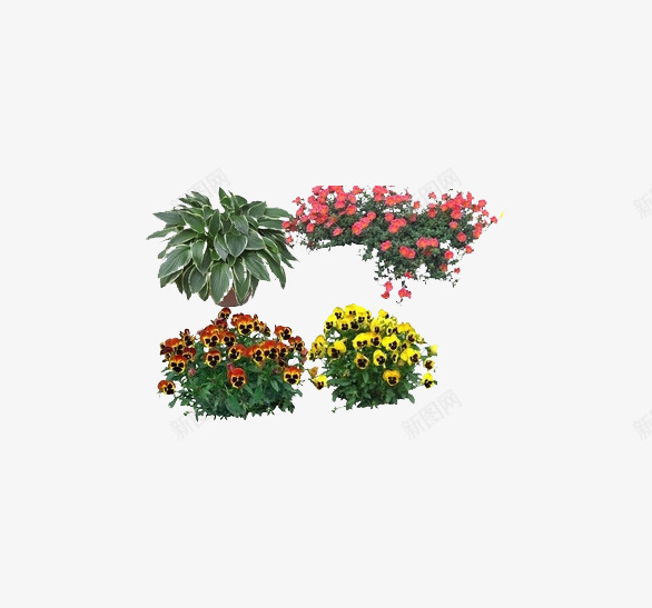 洋甘菊喇叭花png免抠素材_88icon https://88icon.com 喇叭花 洋甘菊 绿叶 花朵 菊花