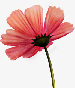 粉色菊花无框画素材