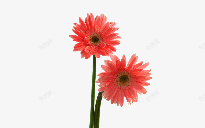 菊花两朵png免抠素材_88icon https://88icon.com 两朵 大丽菊 水红色 菊花