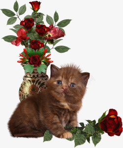 小猫和玫瑰花素材