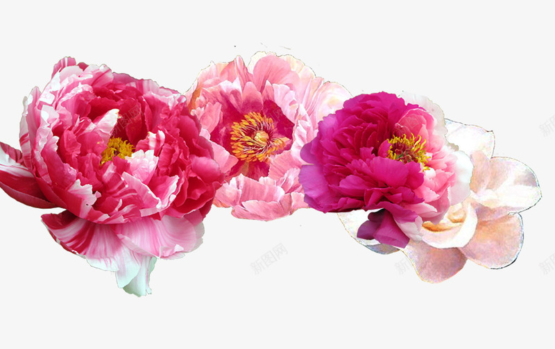 红色康乃馨psd免抠素材_88icon https://88icon.com 康乃馨 漂亮的康乃馨 红色康乃馨