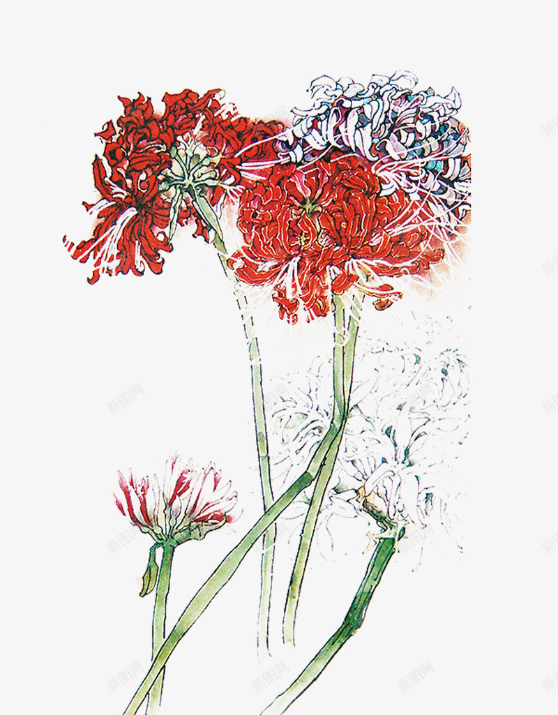 菊花圖 水墨菊花png图片免费下载-素材qgamkaaw-88ICON