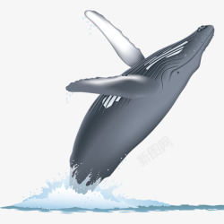 卡通蓝色座头鲸翻身插画素材