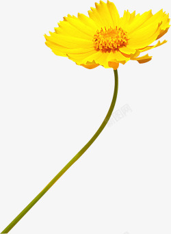 摄影合成黄色的开放的菊花素材