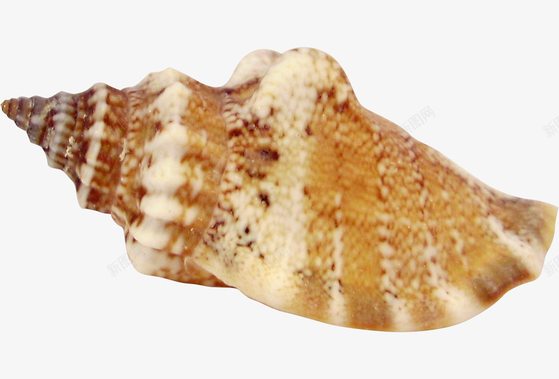 海螺png免抠素材_88icon https://88icon.com 小螺号 沙滩 海螺图片 漂亮海螺