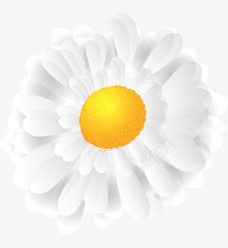 白色菊花矢量图素材