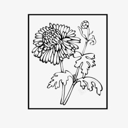边框里的菊花素材