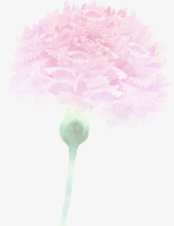 粉色模糊康乃馨花朵素材