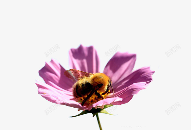 蜜蜂采蜜的png免抠素材_88icon https://88icon.com 勤劳的小蜜蜂图片 忙碌的小蜜蜂 装饰图片漂亮的花朵 鲜艳的花朵图片