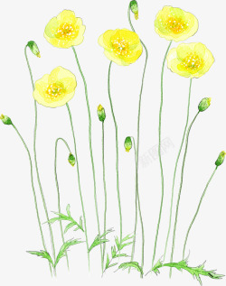 黄色菊花素材