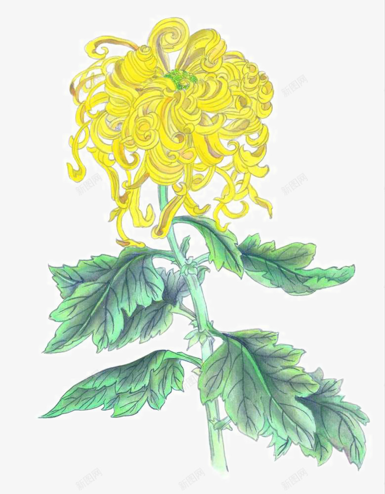 手绘菊花png免抠素材_88icon https://88icon.com 中国画 国画小品 国粹 宣纸画 彩墨花草 手绘花卉 美术插图 艺术作品 装饰花草