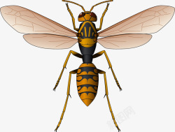 漂亮蜜蜂黄色漂亮花纹苗条蜜蜂高清图片