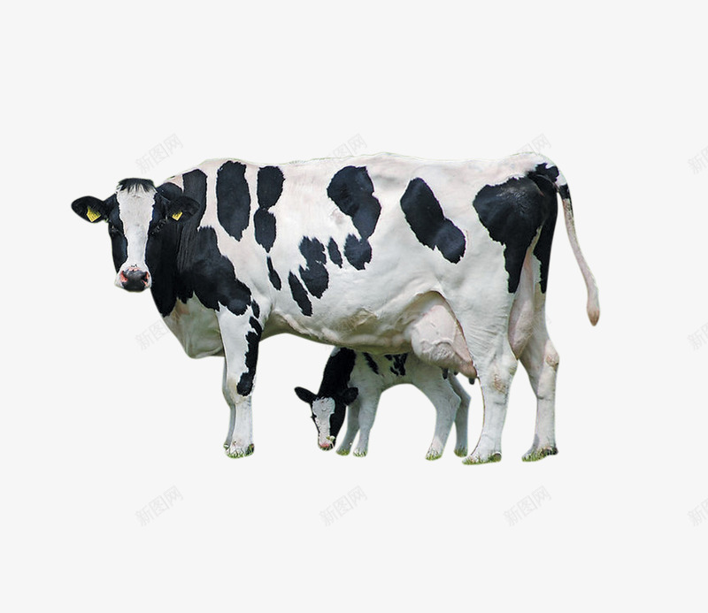奶牛一家2png免抠素材_88icon https://88icon.com 动物 奶牛 本性 母亲节 母爱 牛奶 自然
