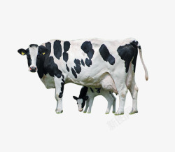 动物母爱奶牛一家2高清图片