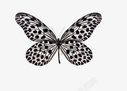 黑花蝴蝶图片漂亮的蝴蝶标本高清图片