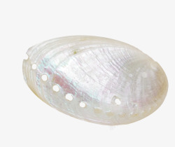 贝壳圆孔白色圆孔扇贝贝壳高清图片